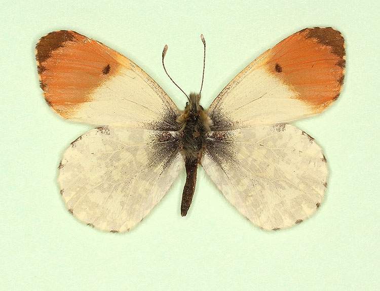 Anthocharis cardamines male (aberrant form nov 4) (Internet Image property of respective owner, non-commercial use only)